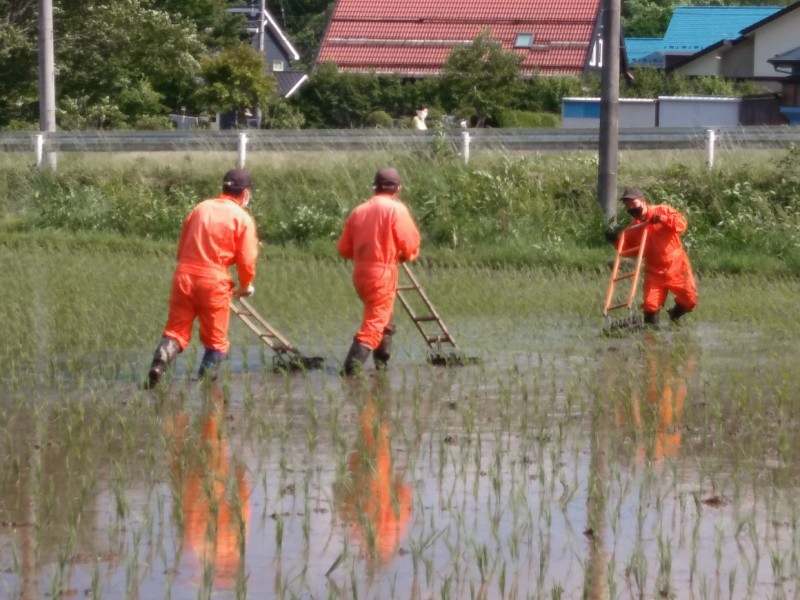 水田除草③